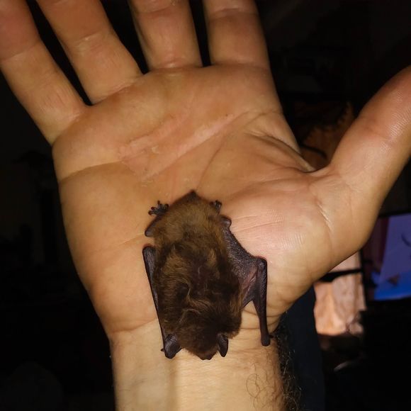 Meet your Posher, Gerrit - Picture 1 of 1